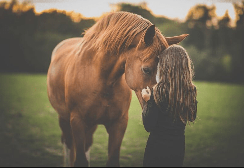 Horse Owner: The Complete Handbook of Happiness, Accountability, and Necessary Items