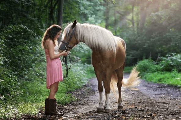 Horse Owner: The Complete Handbook of Happiness, Accountability, and Necessary Items