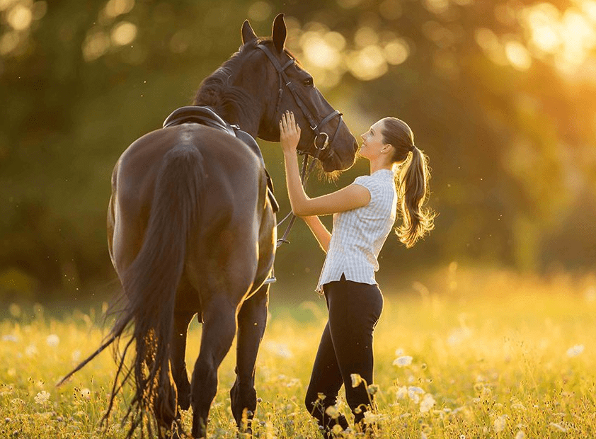 Horse Owner: The Complete Handbook of Happiness, Accountability, and Necessary Items