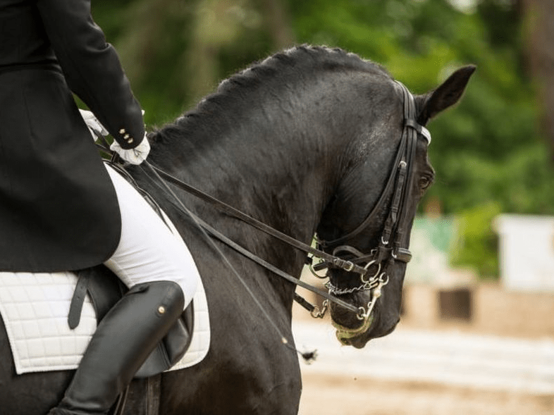 Horse Owner: The Complete Handbook of Happiness, Accountability, and Necessary Items